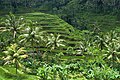 * Kandidimi: Rice terraces in Bali. Tegallalang, Ubud, Bali, Indonesia. --Argenberg 12:28, 17 September 2024 (UTC) * * Kërkohet vlerësim