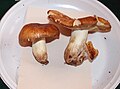 Russula subfoetens