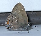 Satyrium calanus (banded hairstreak) Adult, ventral view of wings.