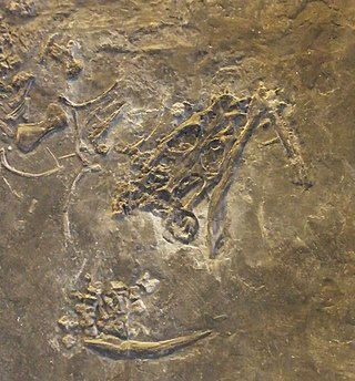 <i>Silvestrosaurus</i> Extinct genus of reptiles