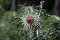   Silybum marianum, Czech Republic