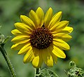 Sunflower (Helianthus)