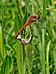 65 Commons:Picture of the Year/2011/R1/Sympetrum fonscolombii qtl7.jpg