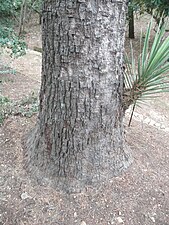 Base du stipe d'un Yucca filifera