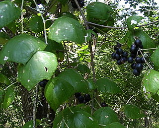 <i>Vitis mustangensis</i> Species of grapevine