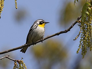 <span class="mw-page-title-main">Yellow-throated warbler</span> Species of bird