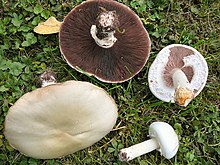 2008-08-Agaricus-Stuttgart.JPG