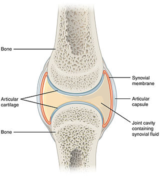 <span class="mw-page-title-main">Synovial joint</span> Articulation which admits free motion in the joint; the most common type of articulation