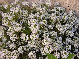 <i>Lobularia</i> (plant) genus of plants