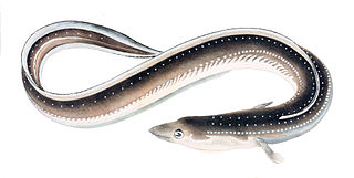 <span class="mw-page-title-main">Eel</span> Order of fishes