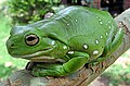 White's tree frog