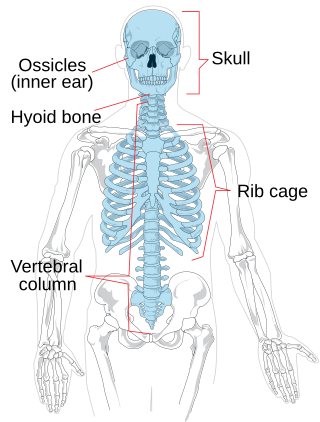 <span class="mw-page-title-main">Axial skeleton</span> The Part of the skeleton that consists of the bones of the head and trunk of a vertebrate