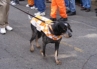 <span class="mw-page-title-main">Smokey (mascot)</span> University of Tennessee sports mascot