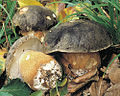 Bronze-Röhrling oder Schwarzhütiger Steinpilz Boletus aereus