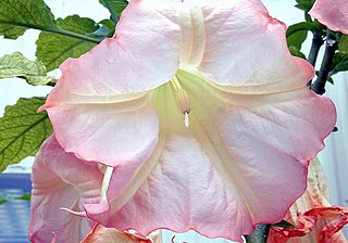 <span class="mw-page-title-main">Solanaceae</span> Family of flowering plants that includes tomatoes, potatoes and tobacco