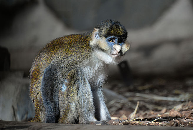 Cercopithèque ascagne