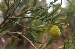 <i>Citrus glauca</i> Species of plant