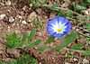 Convolvulus April 2010-1.jpg