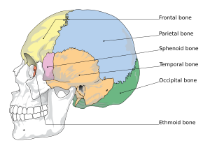 Ethmoid bone