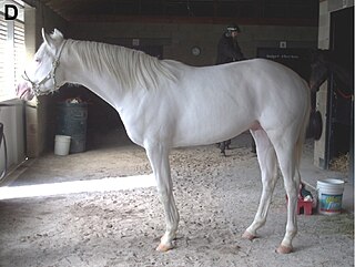 <span class="mw-page-title-main">White horse</span> Horse coat color