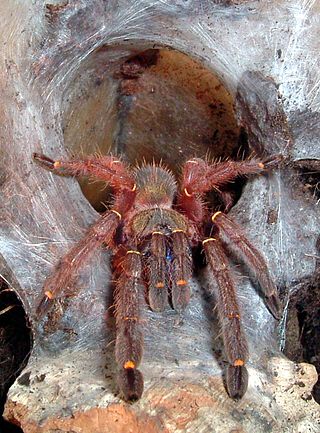 <i>Ephebopus</i> Genus of spiders