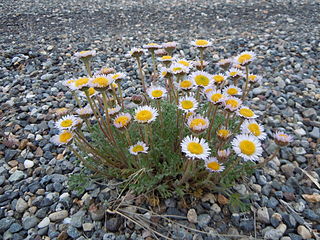 <i>Erigeron compositus</i> Species of fleabane