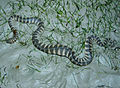 Image 27Wart snake (Acrochordus granulatus) (from List of snakes of South Asia)