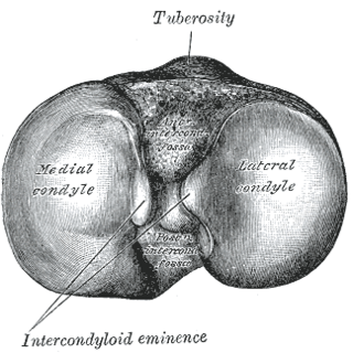 <span class="mw-page-title-main">Lateral condyle of tibia</span> Lateral top surface of shinbone