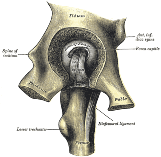 <span class="mw-page-title-main">Lesser trochanter</span> Conical projection from the shaft of the femur