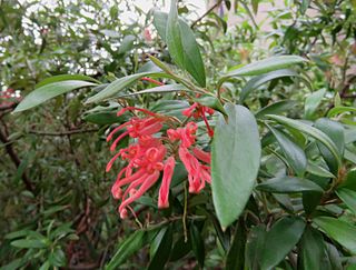 <i>Grevillea bemboka</i> Species of shrub in the family Proteaceae endemic to New South Wales in Australia