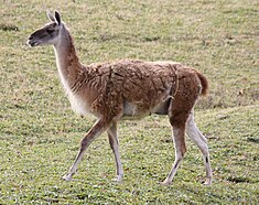 Le guanaco (Lama guanicoe) est un herbivore, il se nourrit d'herbes, feuilles d'arbustes et de diverses plantes.