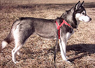 <span class="mw-page-title-main">Siberian Husky</span> Dog breed