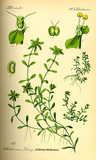 <i>Callitriche</i> Genus of aquatic plants