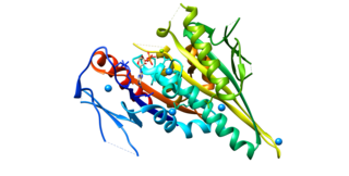 <span class="mw-page-title-main">KIFC1</span> Protein-coding gene in the species Homo sapiens