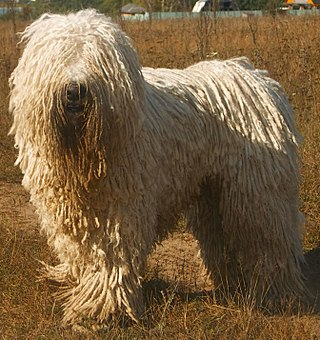 <span class="mw-page-title-main">Komondor</span> Dog breed