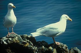 Larus hyperboreus