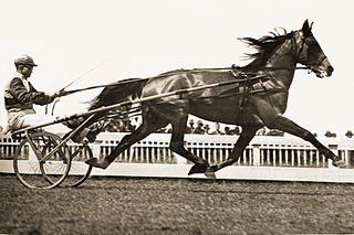 <span class="mw-page-title-main">Lawn Derby</span> Australian Standardbred racehorse