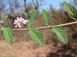 <i>Lippia</i> Genus of flowering plants