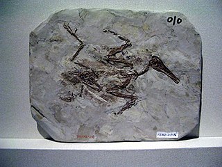 <span class="mw-page-title-main">Longipterygidae</span> Extinct family of dinosaurs