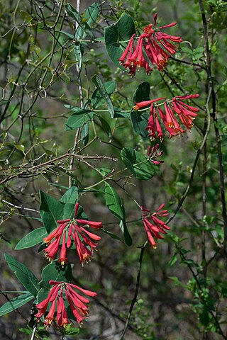 <i>Lonicera sempervirens</i> Species of honeysuckle