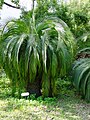 Macrozamia moorei