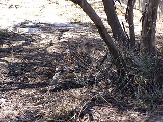 Peebinga Conservation Park Protected area in South Australia