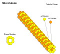 This picture shows the structure of a microtubule filament which creates shape in an eukaryotic cell.