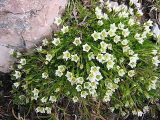 <i>Minuartia</i> Genus of flowering plants in the carnation family Caryophyllaceae