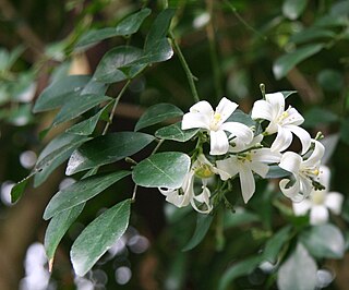 <i>Murraya paniculata</i> Species of plant