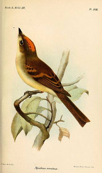 Illustration by Joseph Smit, 1888 MyiobiusRoraimaeSmit.jpg