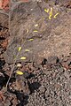 Nicotiana glauca