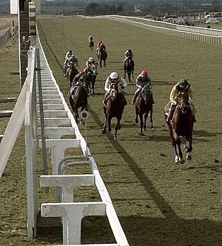 <span class="mw-page-title-main">Nijinsky (horse)</span> Canadian-bred Thoroughbred racehorse (1967–1992)