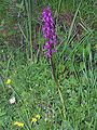 Orchis mascula Switzerland - Bern