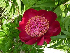 Paeonia 'Walter Mains', Japanese flowered